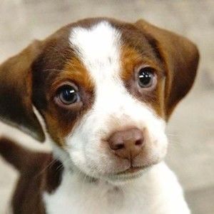 Meet your Posher, Romeo